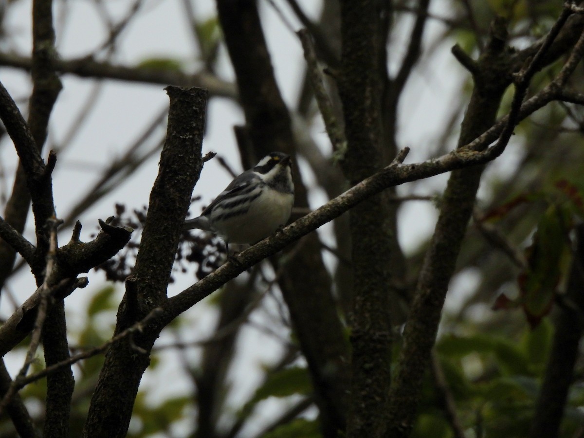 Black-throated Gray Warbler - ML645461868