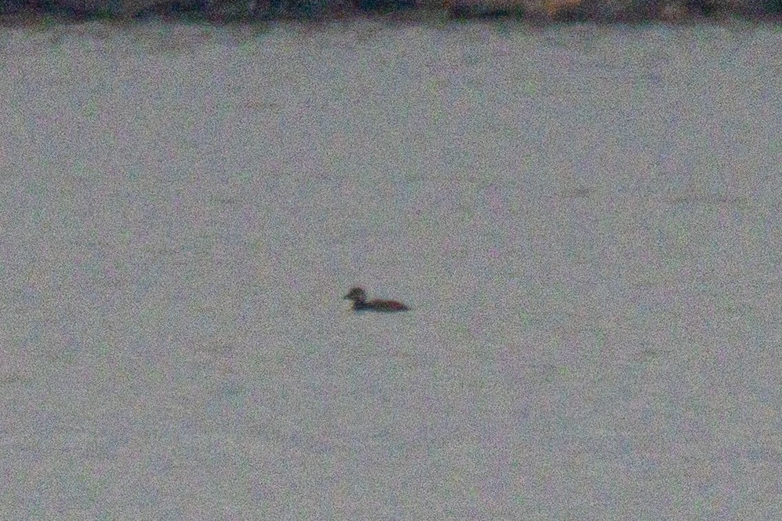 turpan žlutozobý - ML645461881