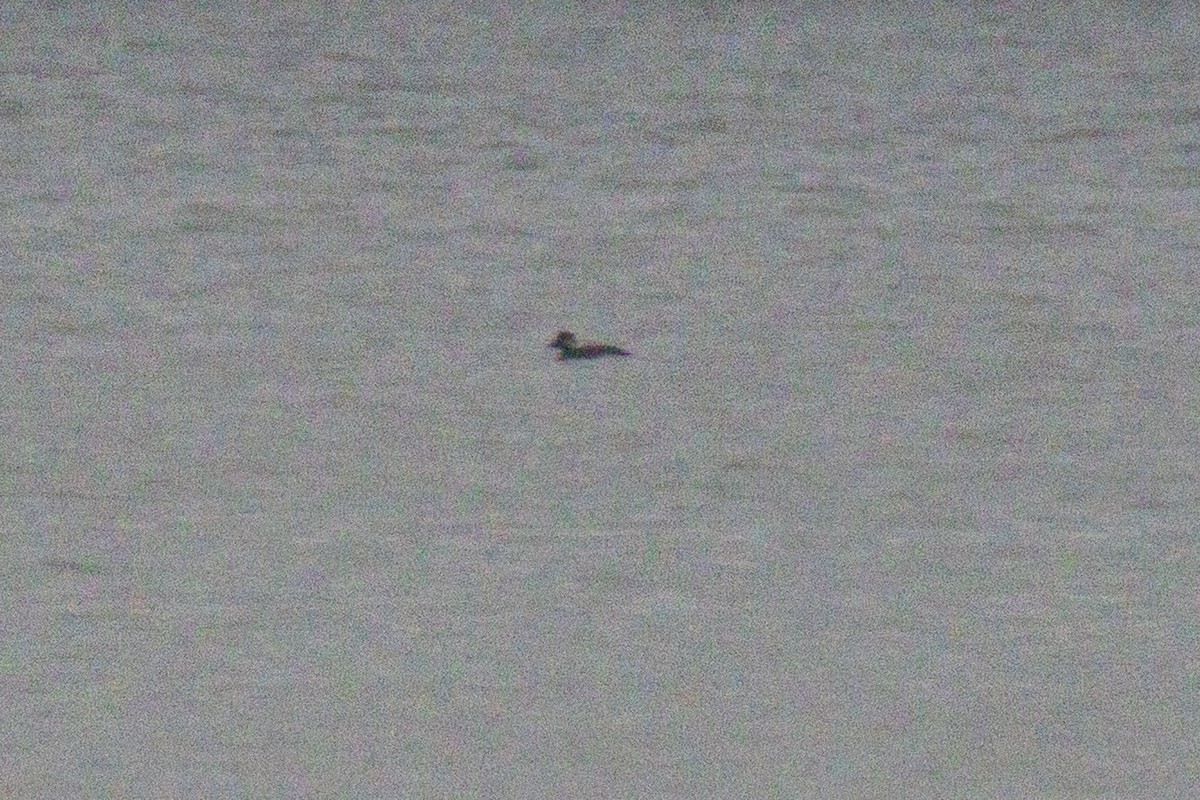 turpan žlutozobý - ML645461882