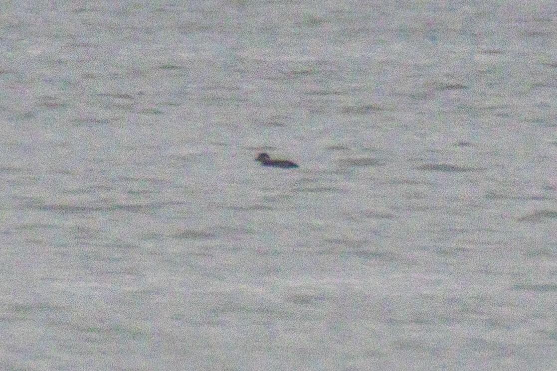 turpan žlutozobý - ML645461883