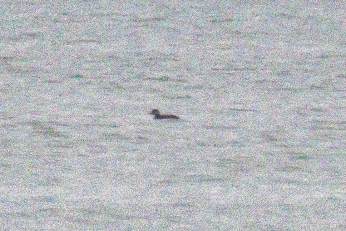 turpan žlutozobý - ML645461884