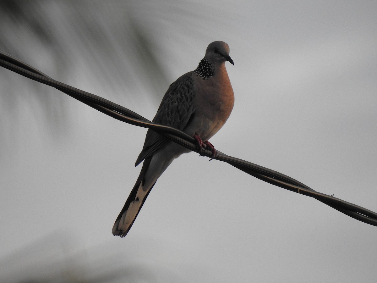 珠頸斑鳩 - ML645461885