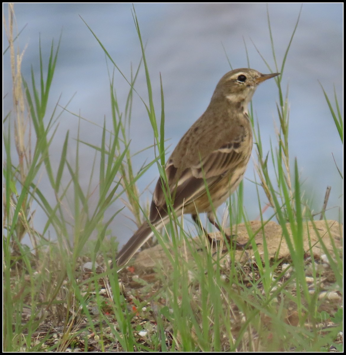 American Pipit - ML645461887