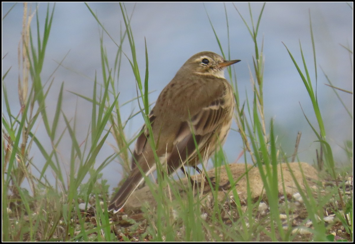 American Pipit - ML645461888