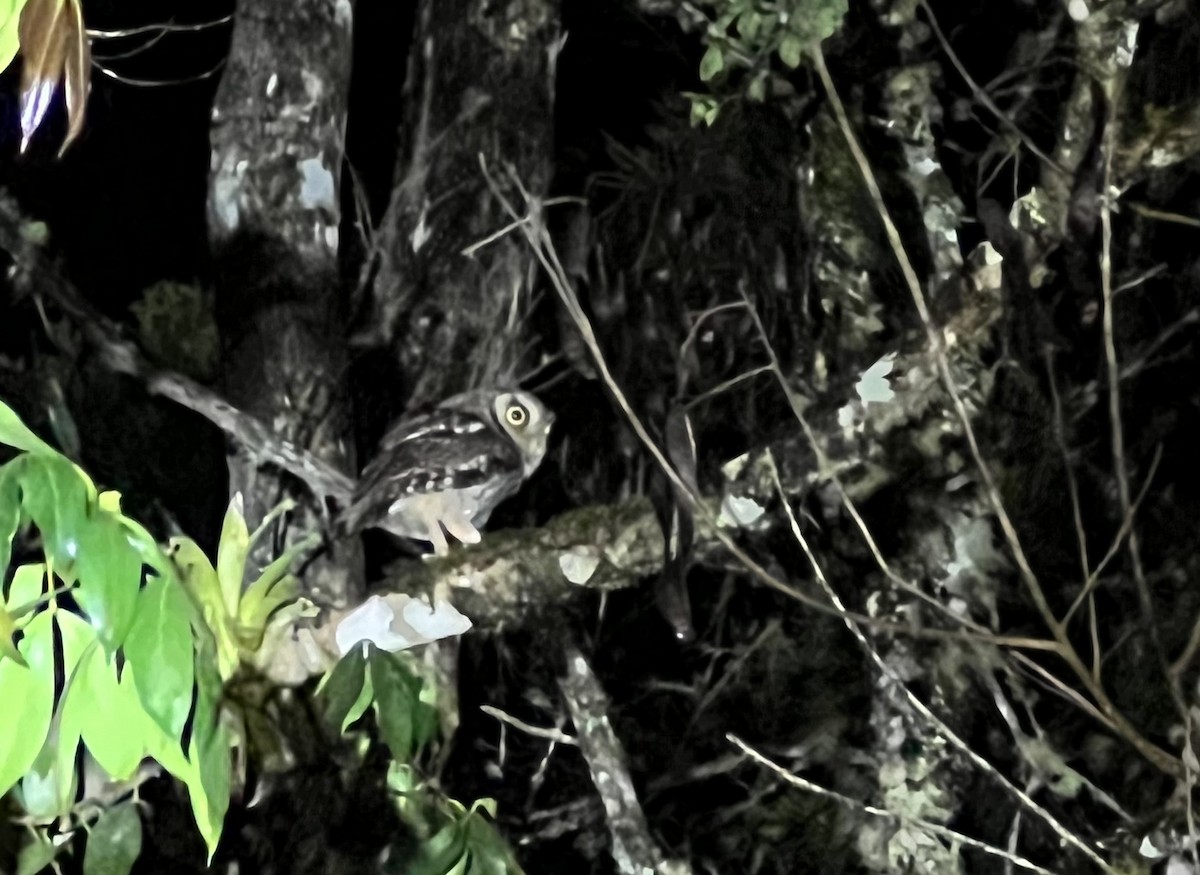 Tropical Screech-Owl - ML645461890