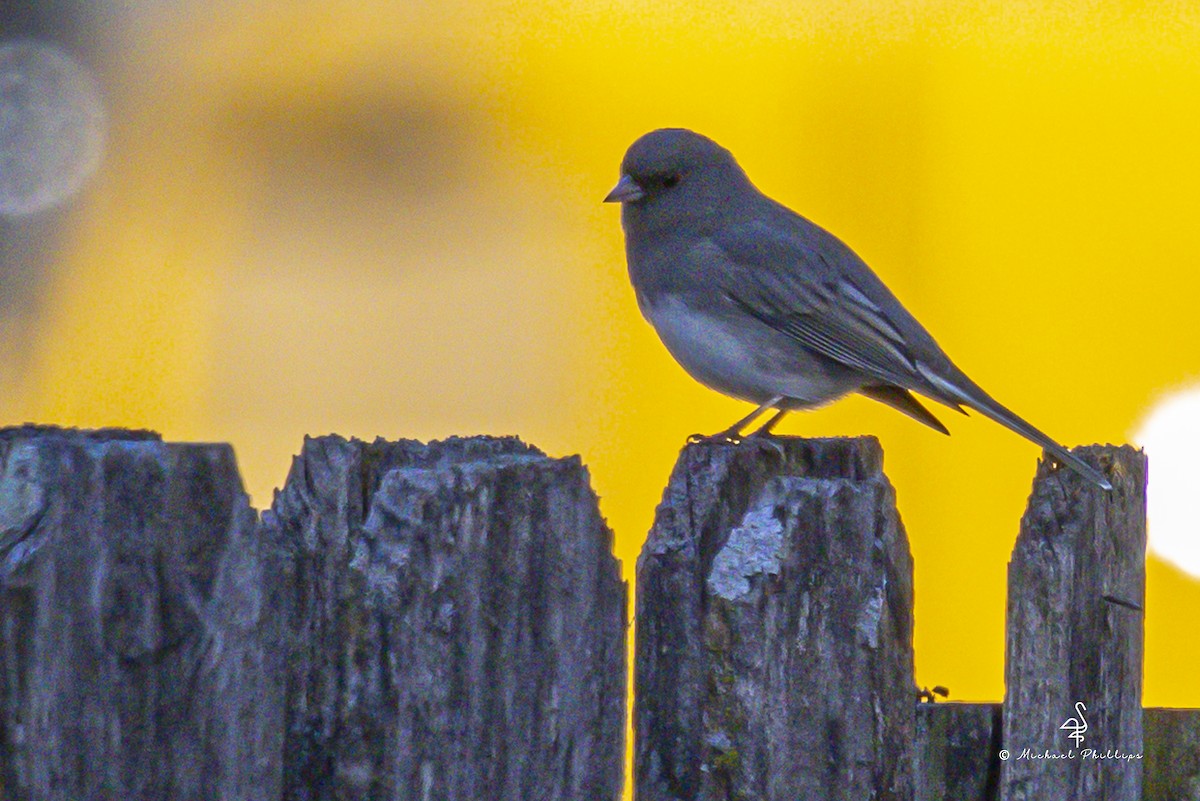 Dark-eyed Junco - ML645461891