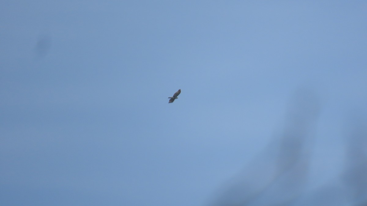 Red-tailed Hawk (borealis) - ML645461892