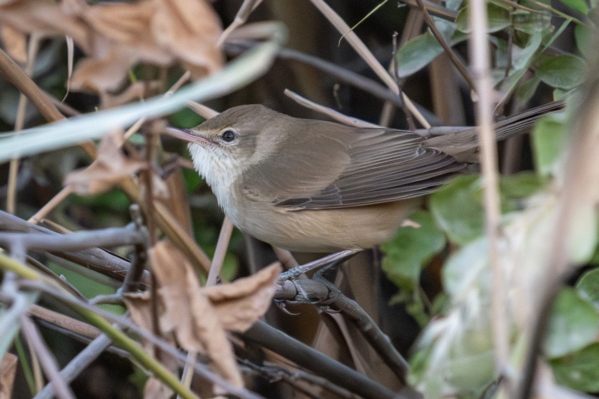 Clamorous Reed Warbler - ML645461893