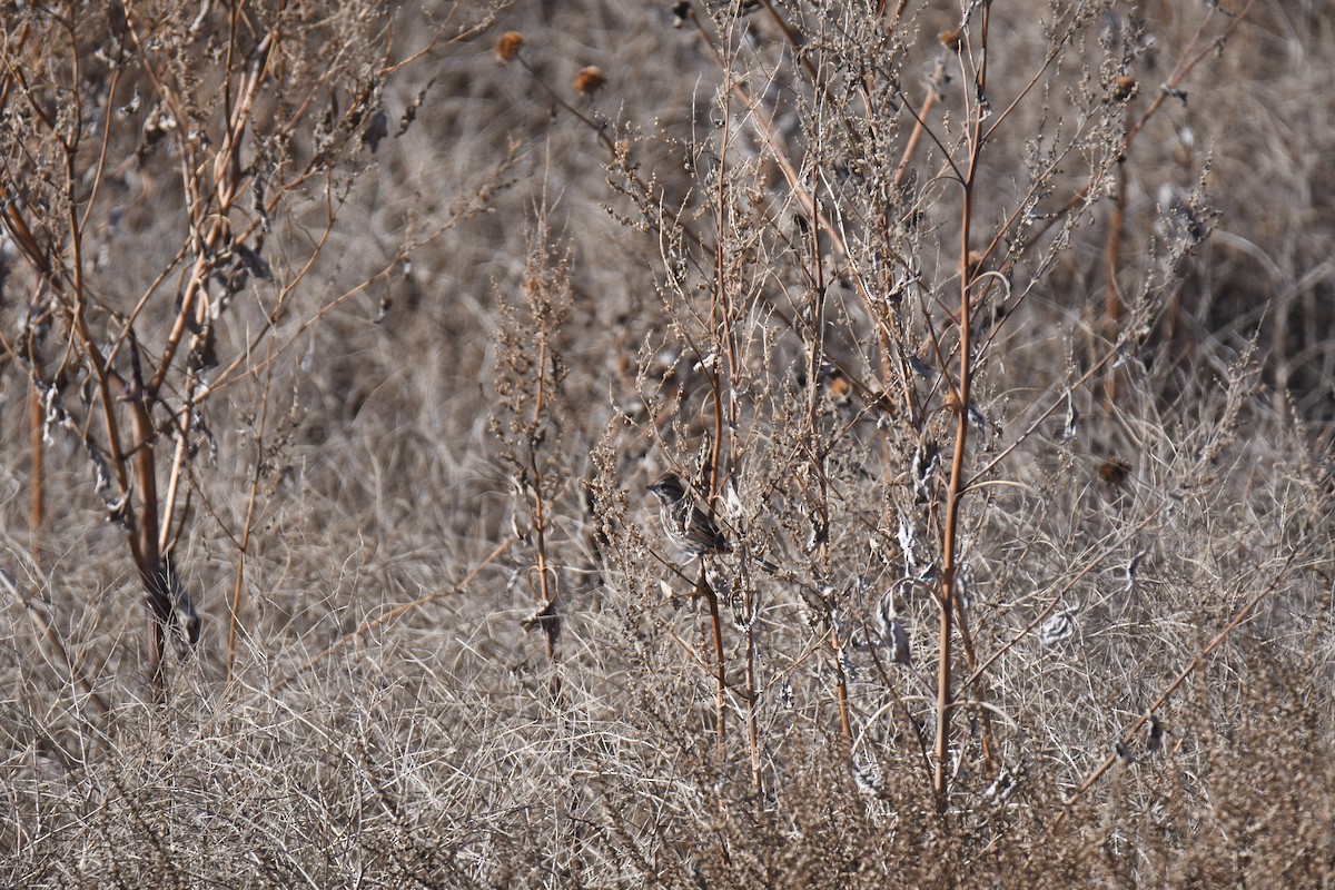 Song Sparrow - ML645461895