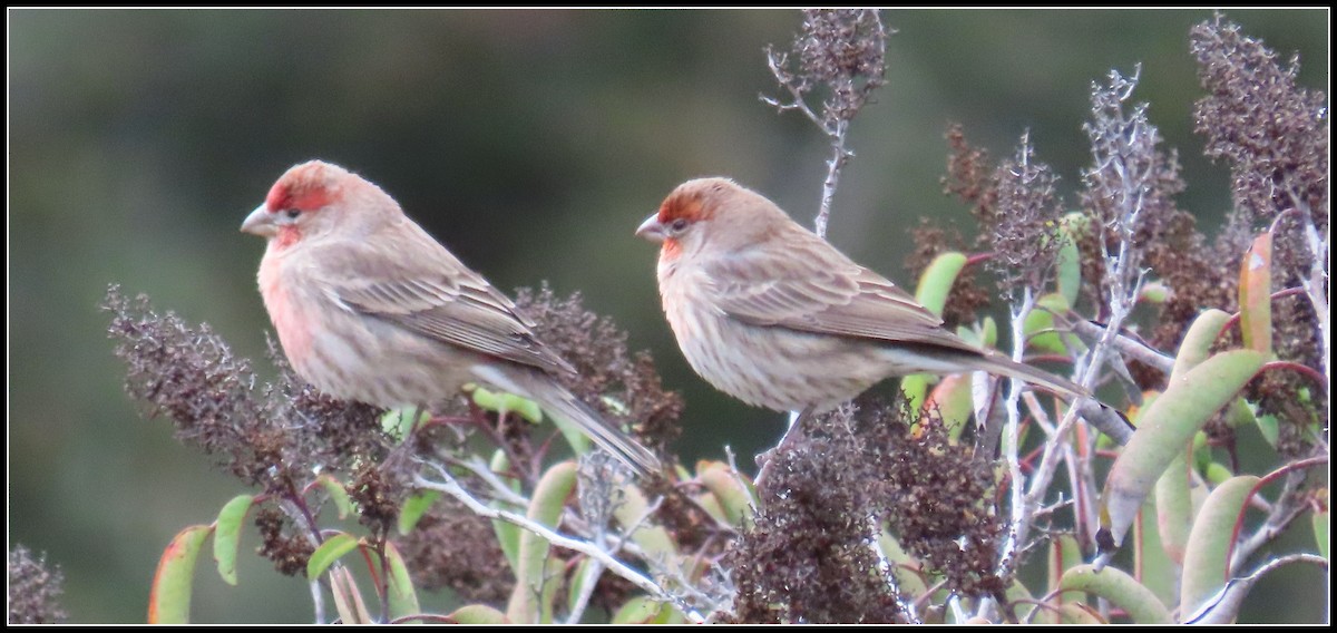 House Finch - ML645461897