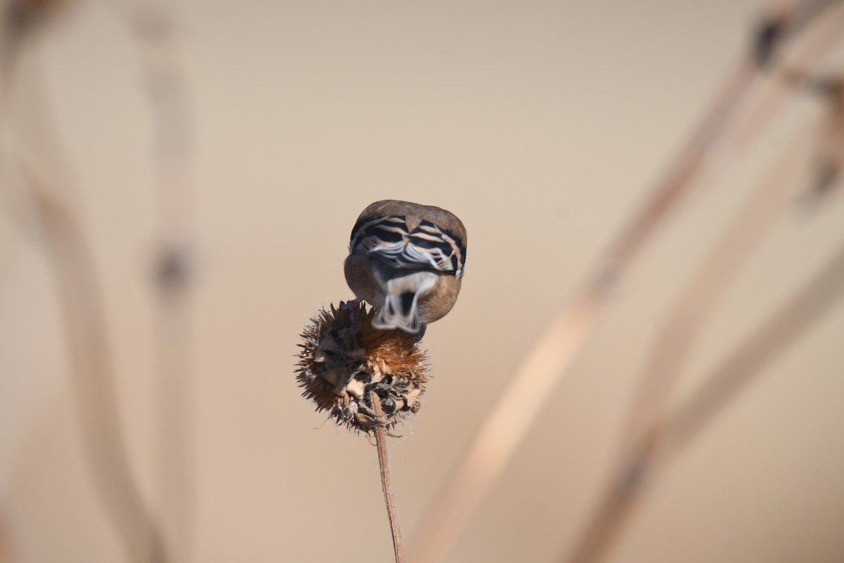 American Goldfinch - ML645461898