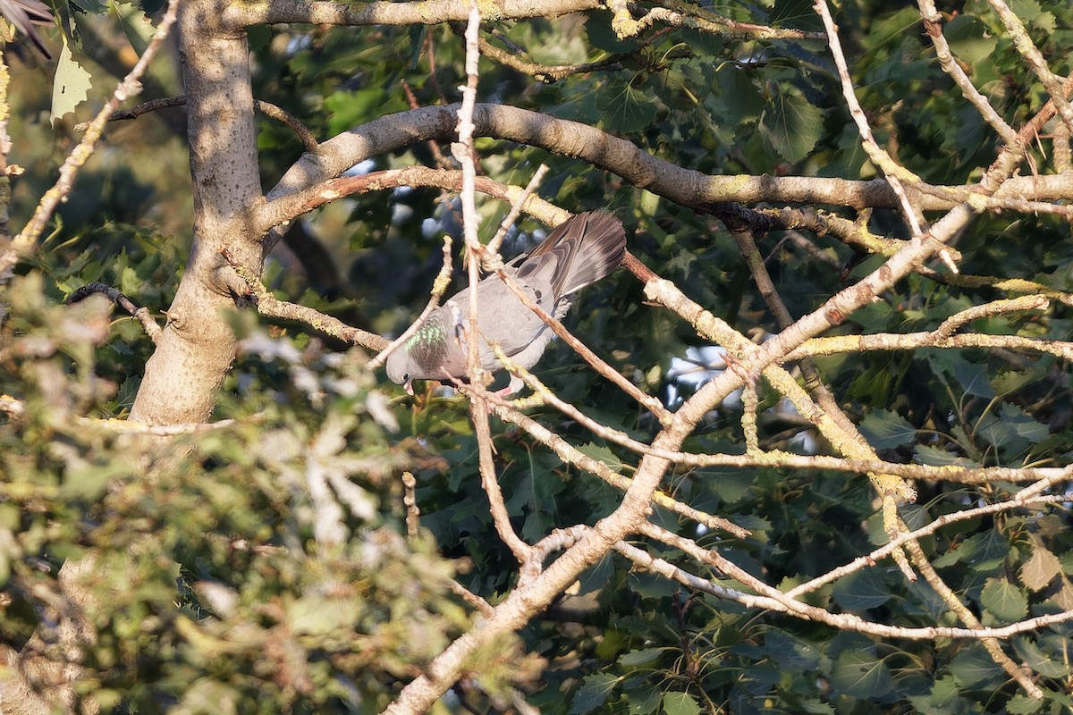 Stock Dove - ML645461899