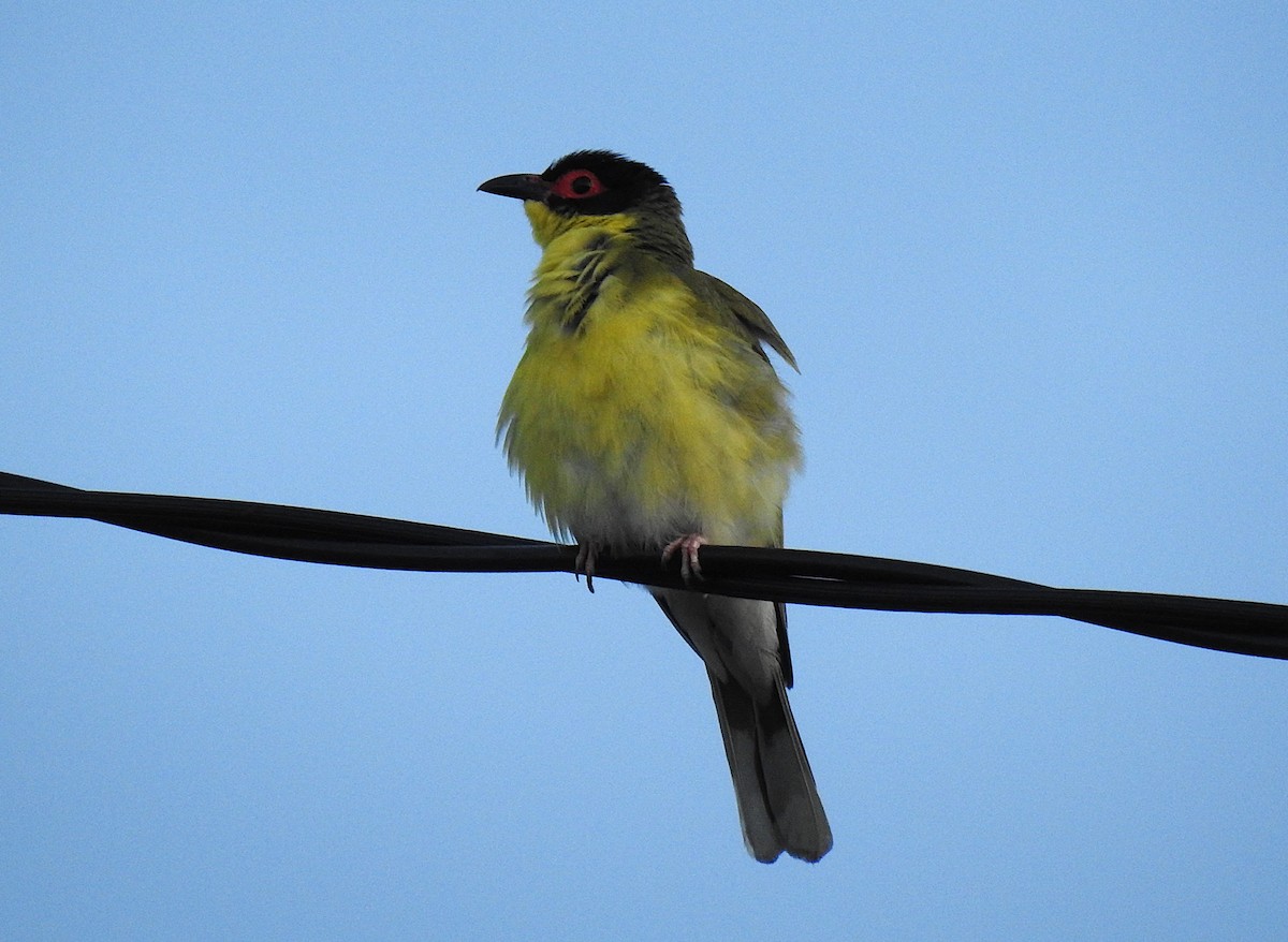 Australasian Figbird - ML645461901
