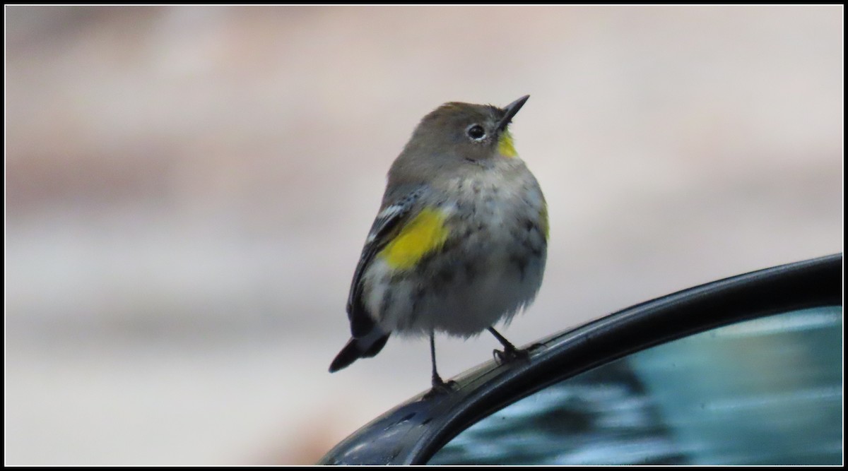Yellow-rumped Warbler - ML645461903