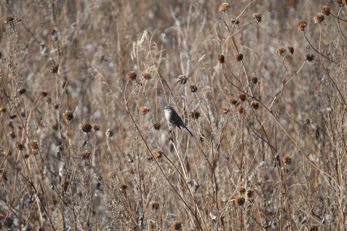 American Tree Sparrow - ML645461904