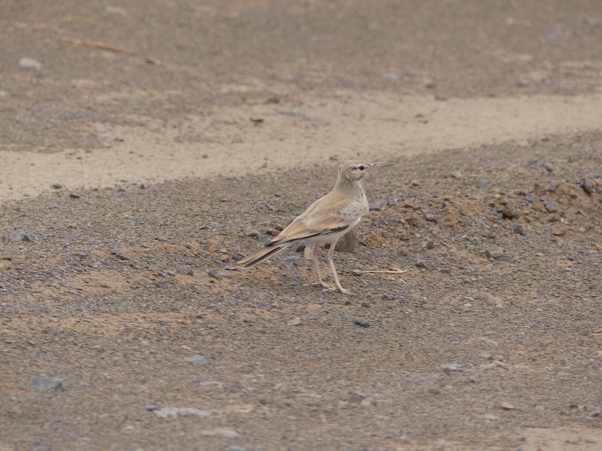 Greater Hoopoe-Lark - ML645461905