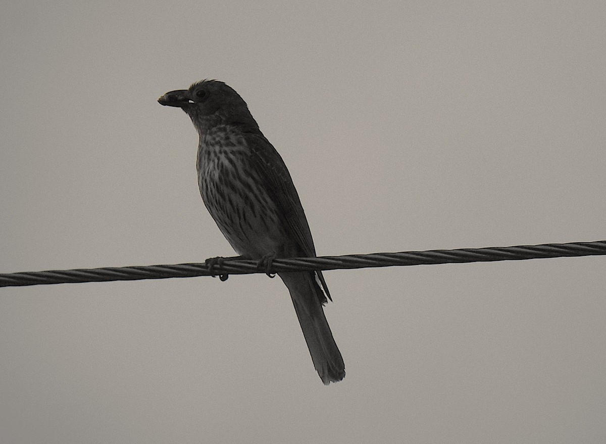 Australasian Figbird - ML645461906