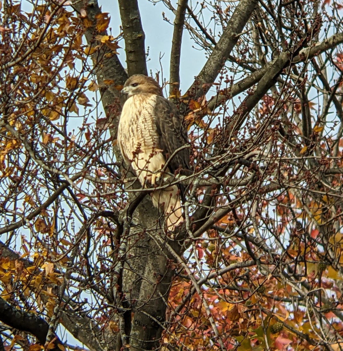 Red-tailed Hawk - ML645461907