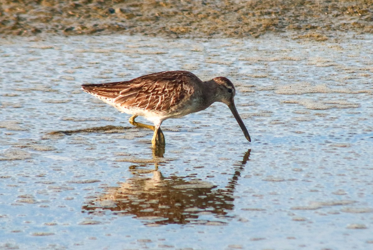 短嘴半蹼鷸 - ML645461909