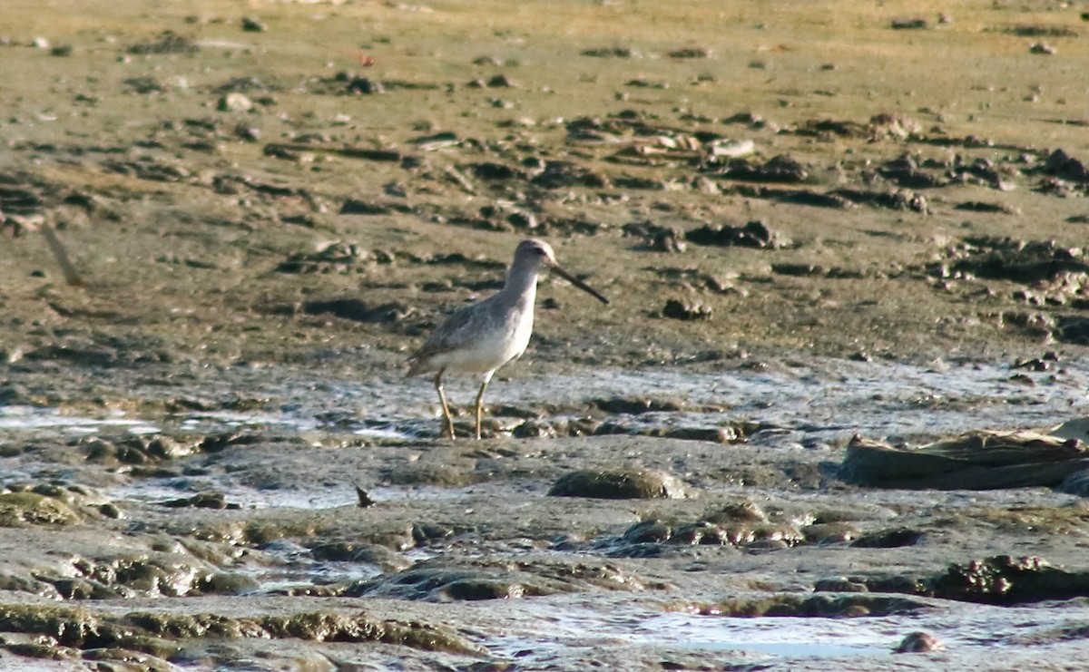 短嘴半蹼鷸 - ML645461910