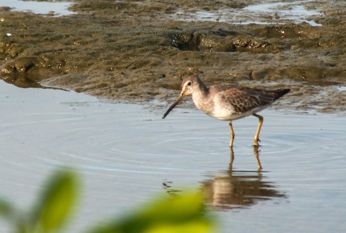 短嘴半蹼鷸 - ML645461911