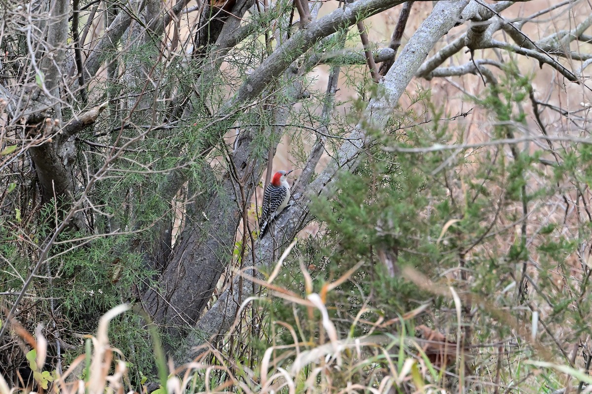 Red-bellied Woodpecker - ML645461913