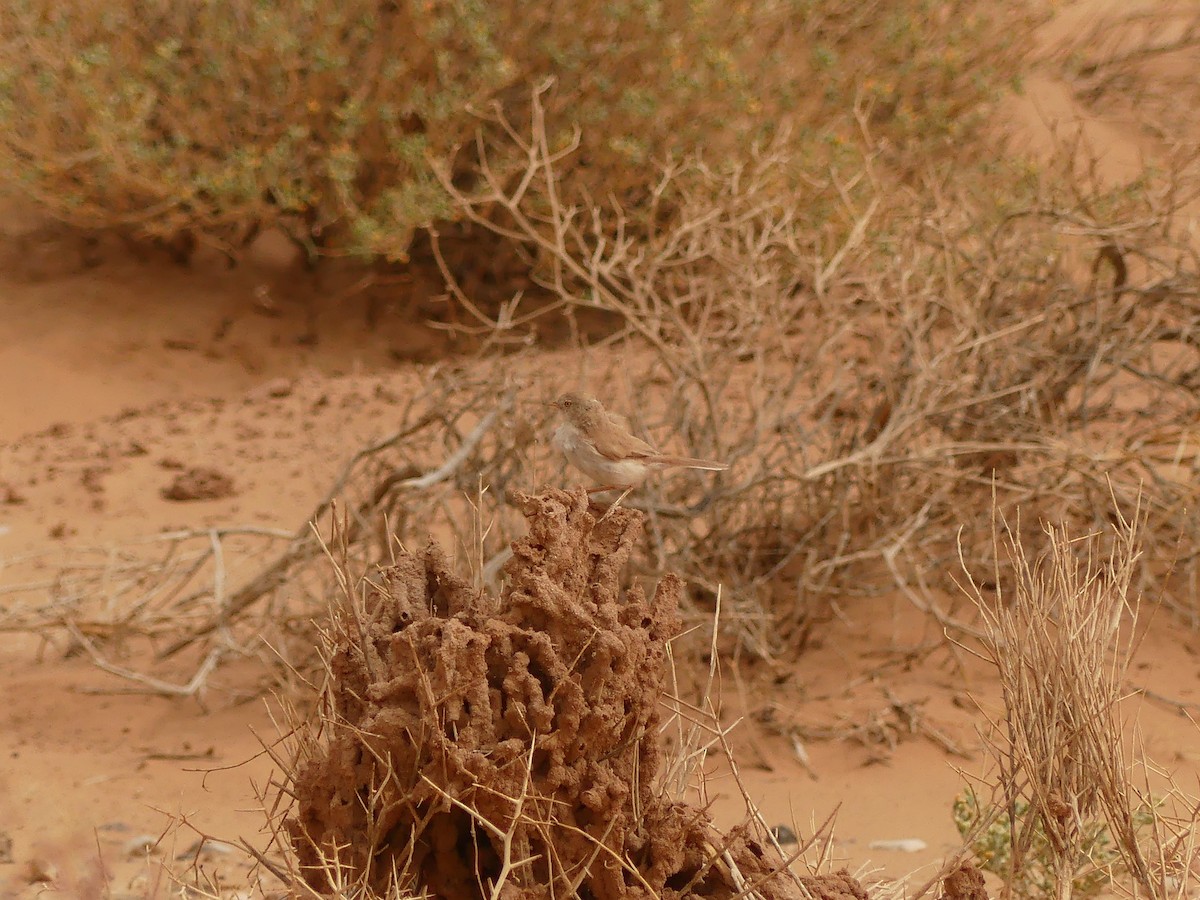 African Desert Warbler - ML645461914