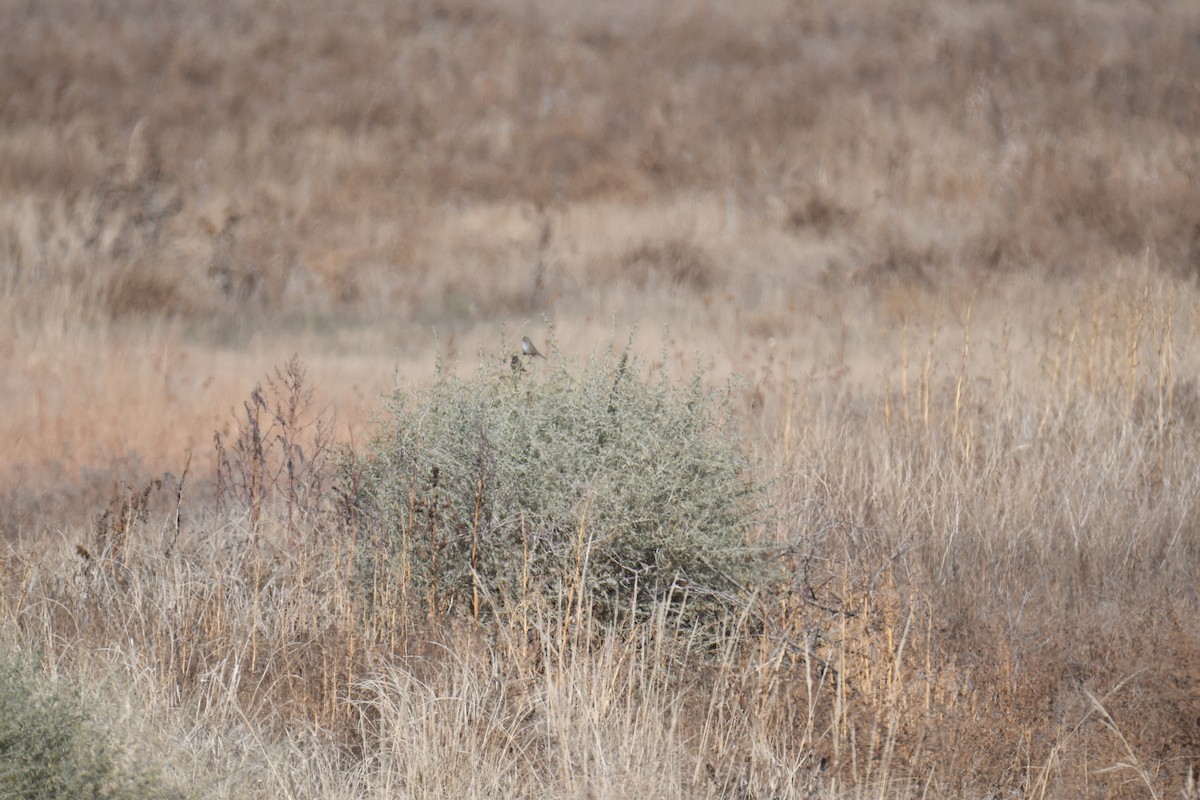 White-crowned Sparrow - ML645461915