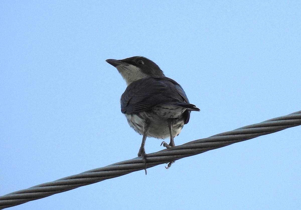 Metallic Starling - ML645461924