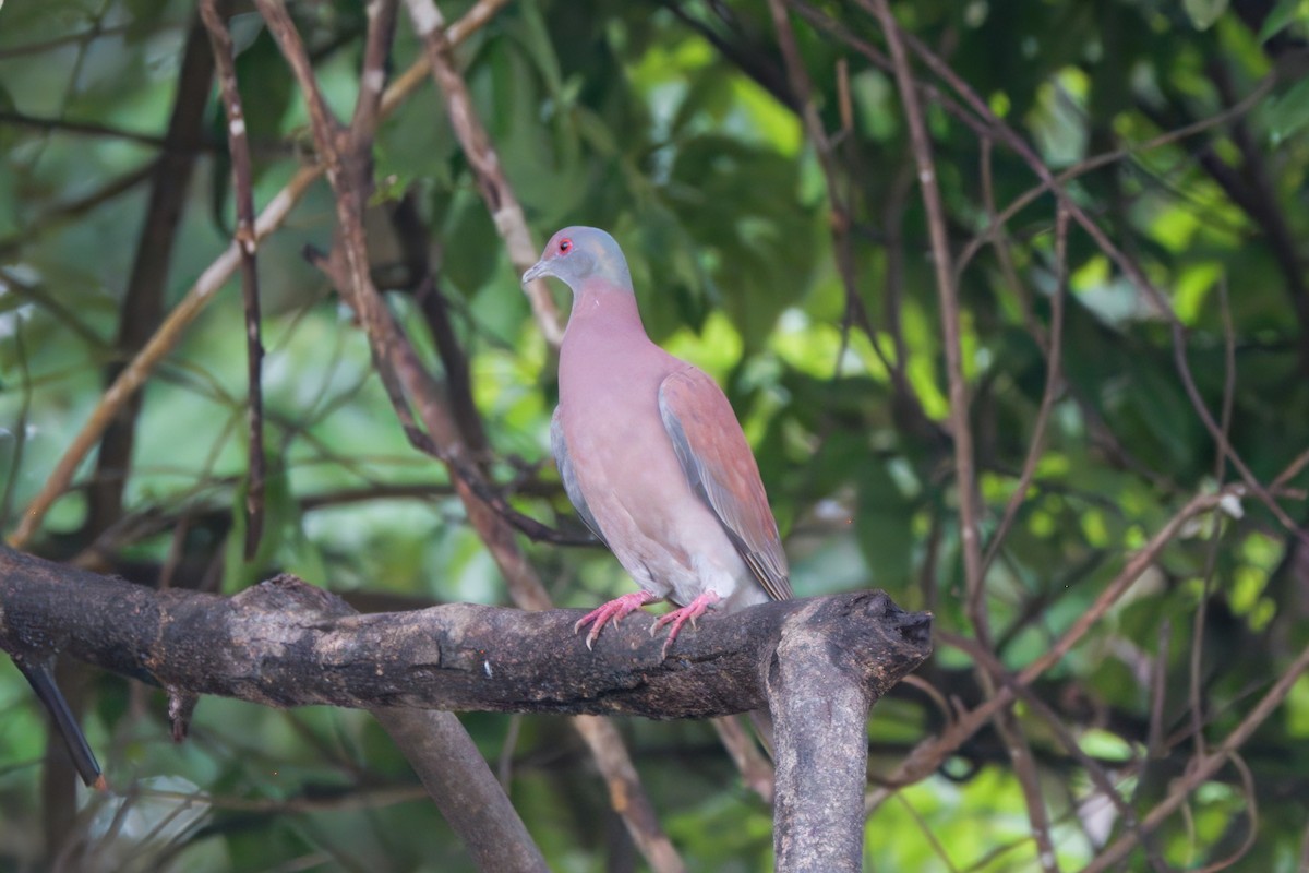 Pale-vented Pigeon - ML645461963