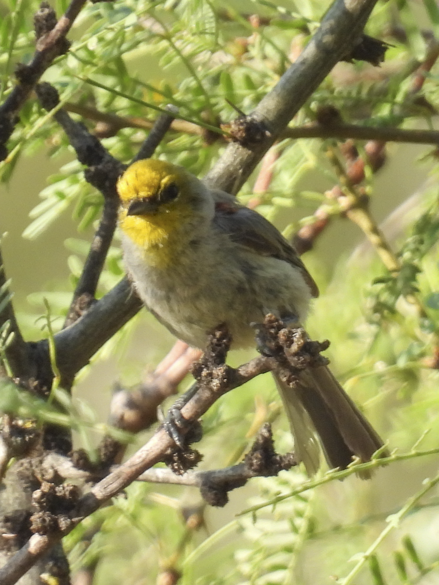 Verdin - ML645461964