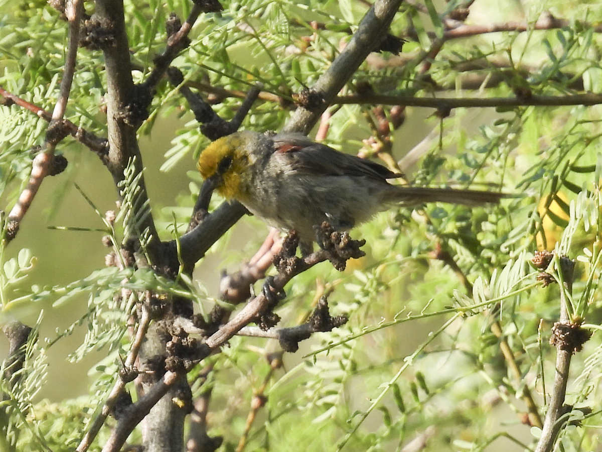 Verdin - ML645461971