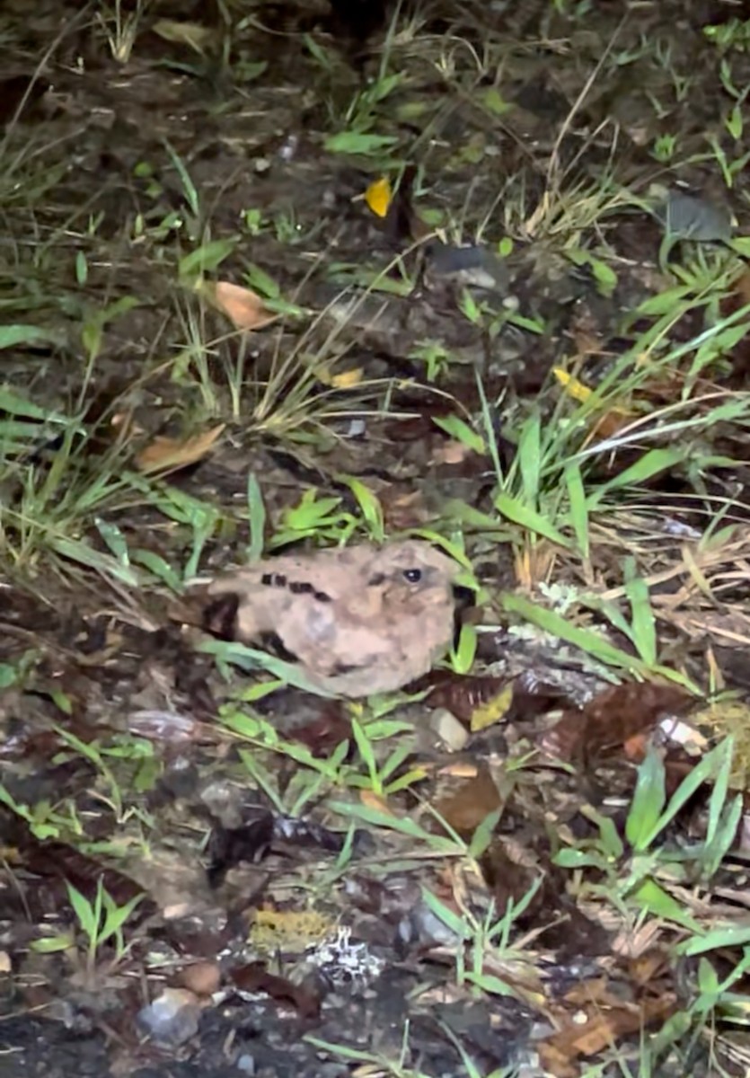 Пораке - ML645461980