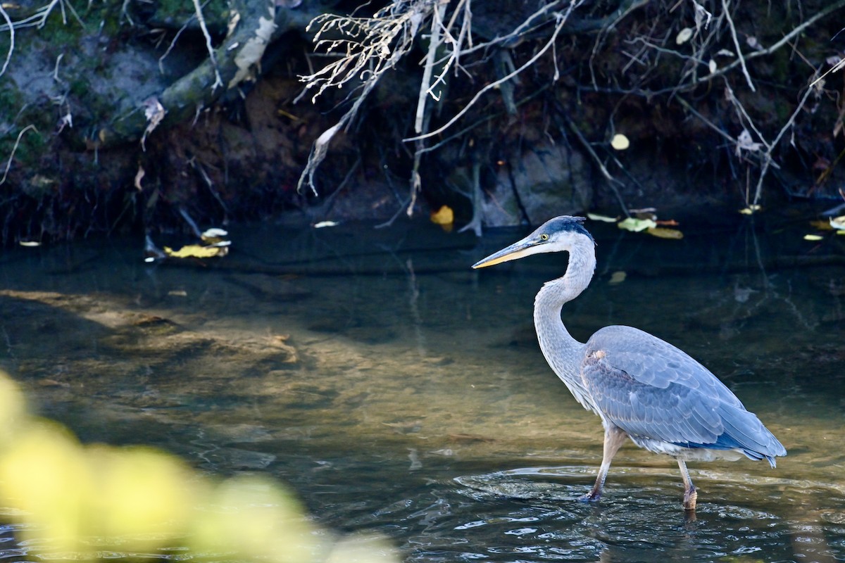 Great Blue Heron - ML645461982