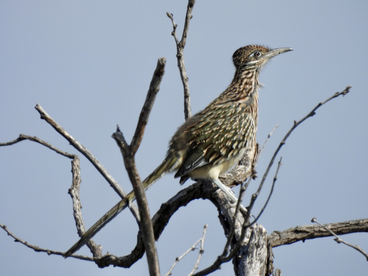 Wegekuckuck - ML645461991