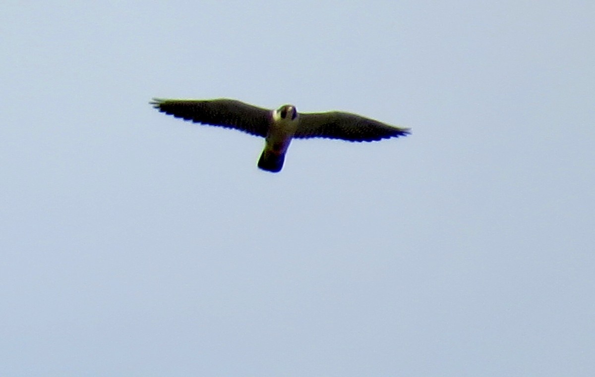 Peregrine Falcon - ML645461993