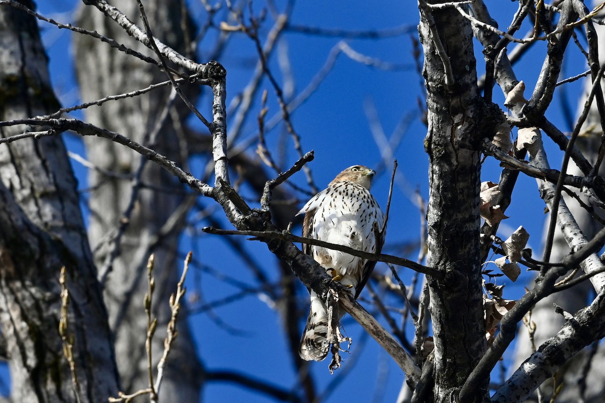Cooper's Hawk - ML645461995