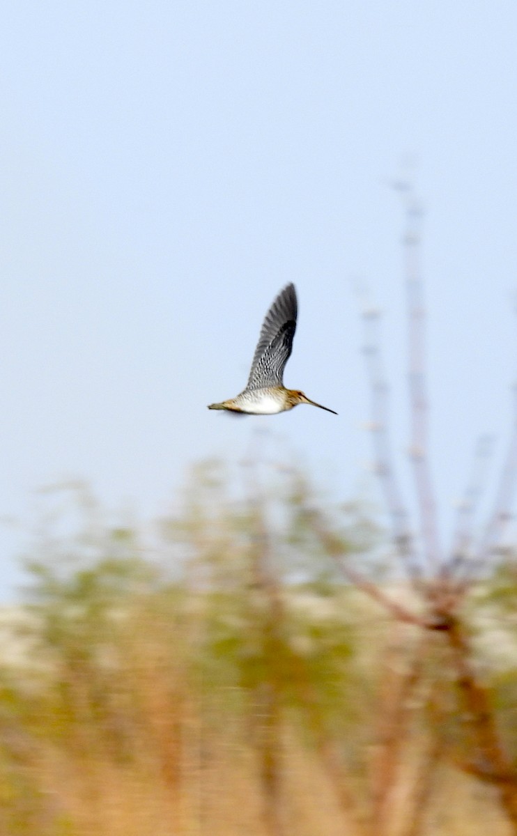 Wilsonbekassine - ML645462006