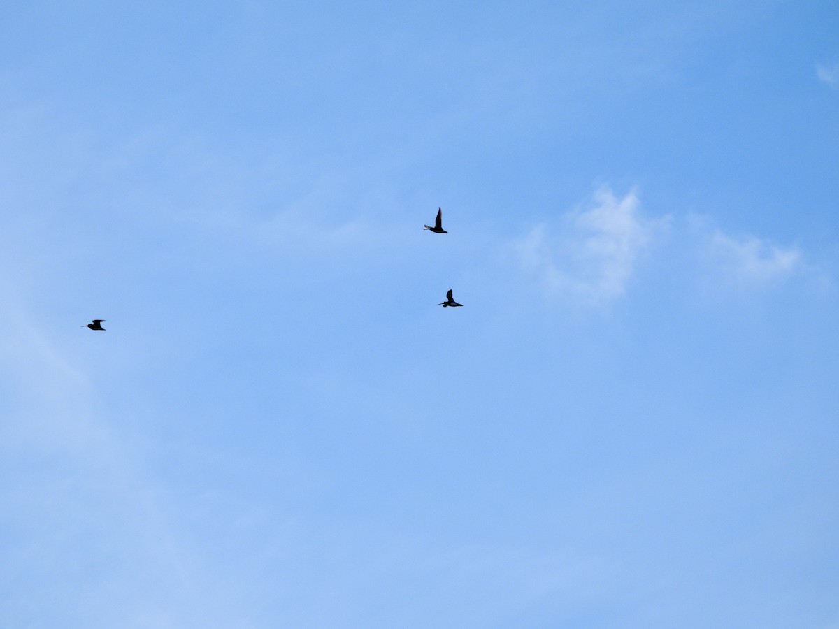 Wilsonbekassine - ML645462007