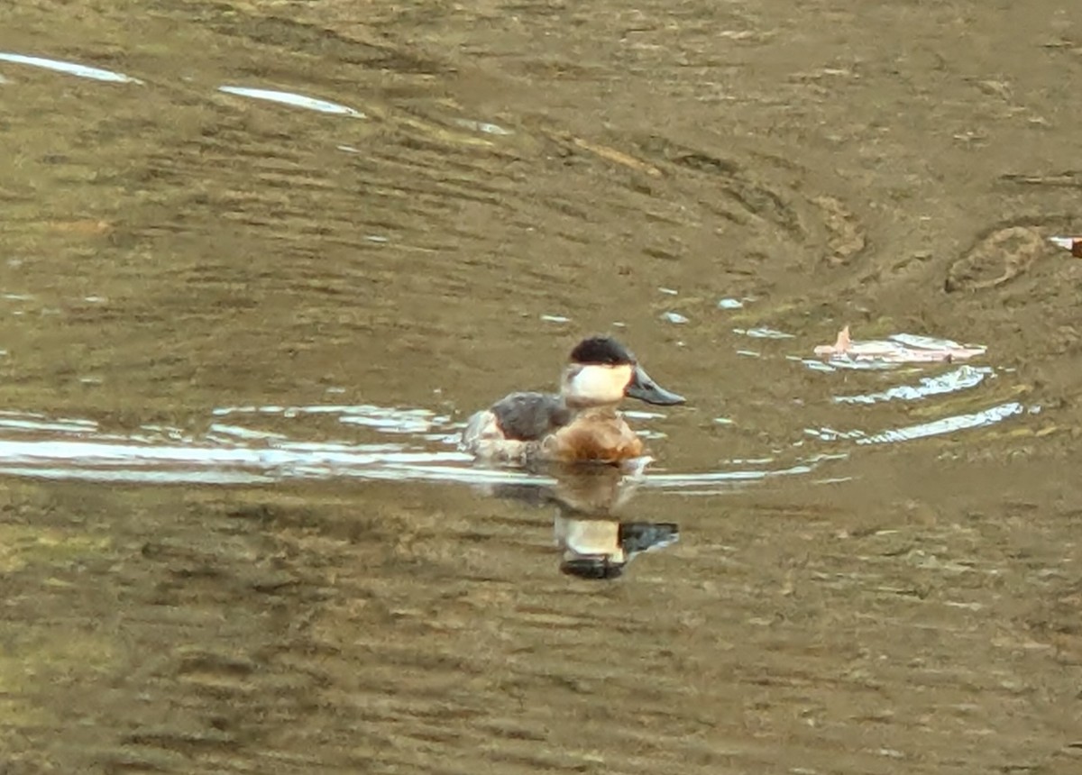 Amerika Dikkuyruğu - ML645462011