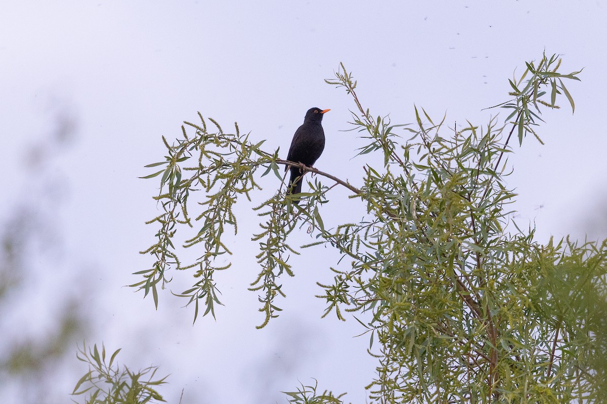 Eurasian Blackbird - ML645462012