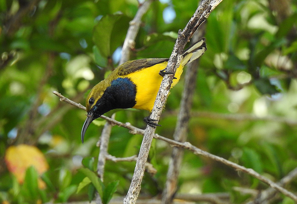 Sahul Sunbird - ML645462013