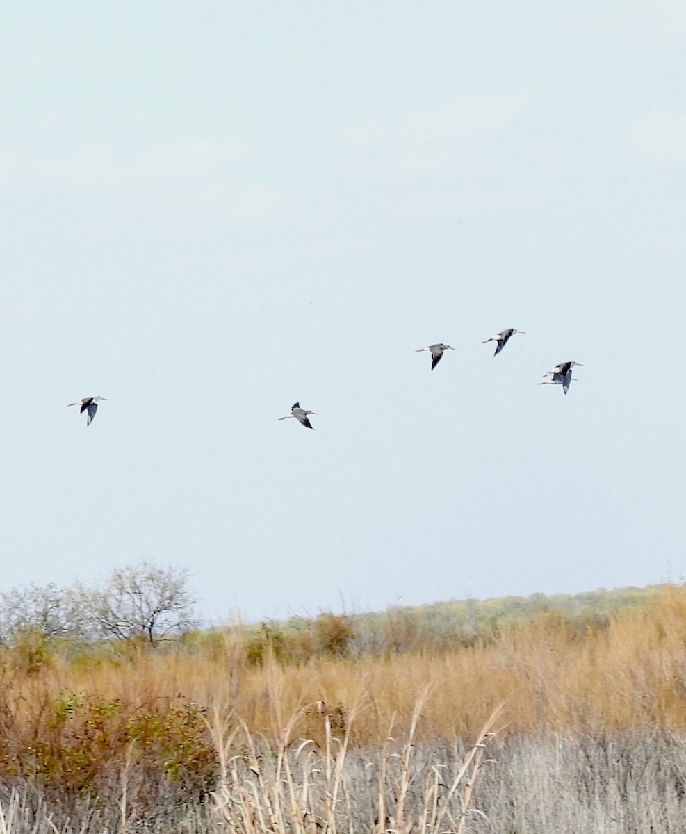 Tüpfelgelbschenkel - ML645462014