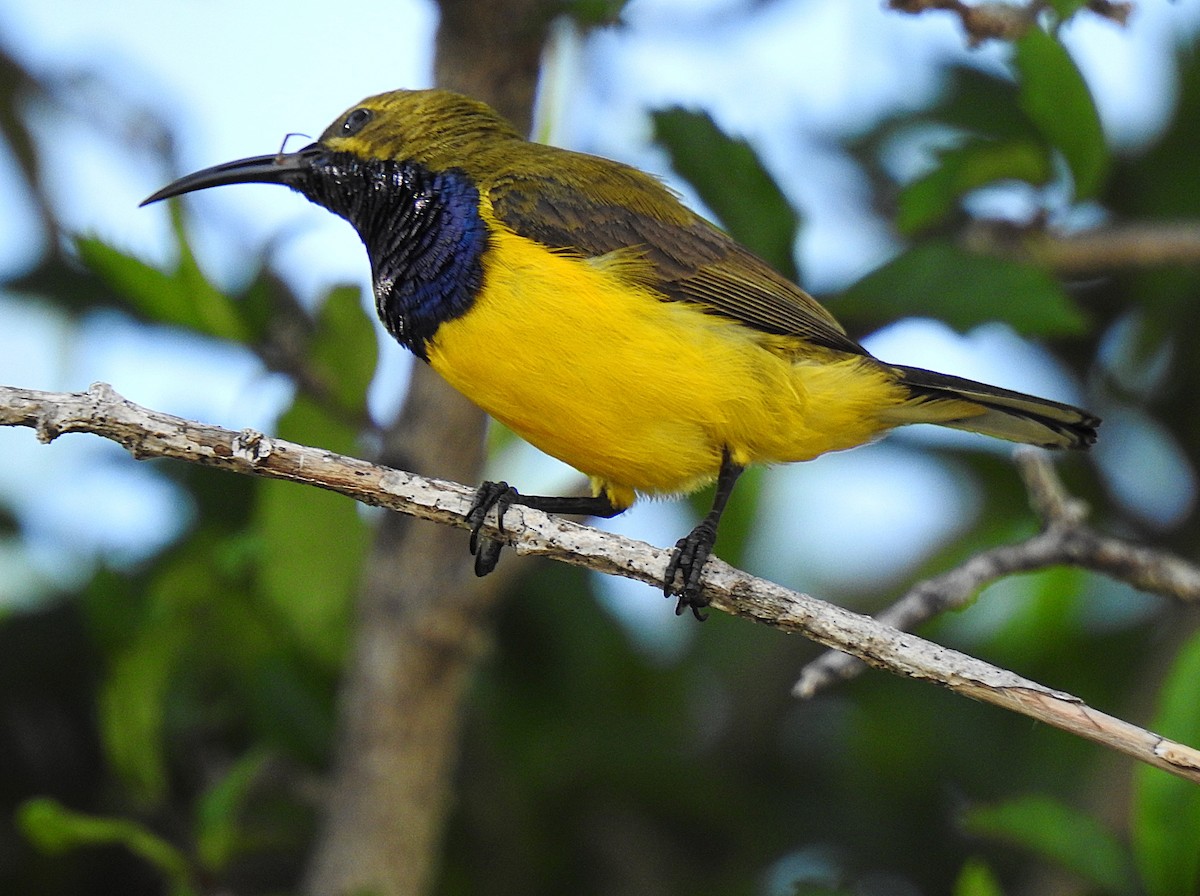 Sahul Sunbird - ML645462015