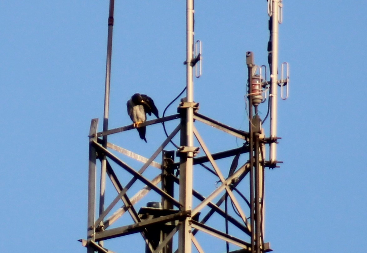 Peregrine Falcon - ML645462017