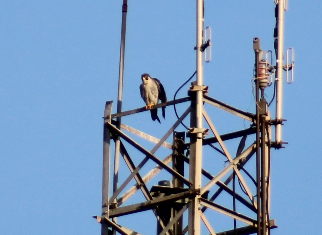 Peregrine Falcon - ML645462018