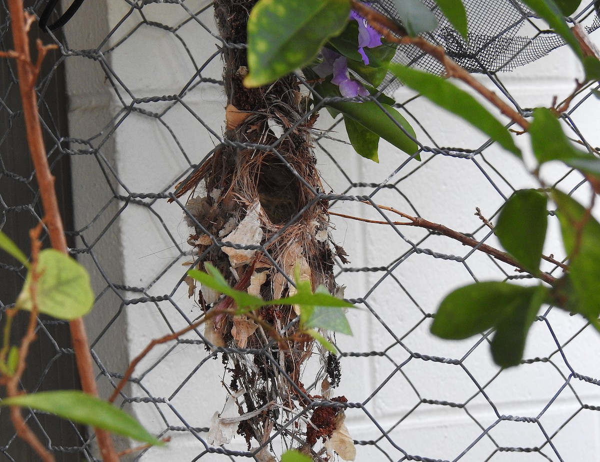 Sahul Sunbird - ML645462019