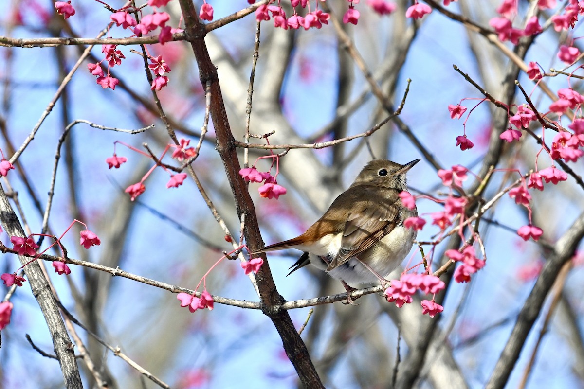 Hermit Thrush - ML645462020