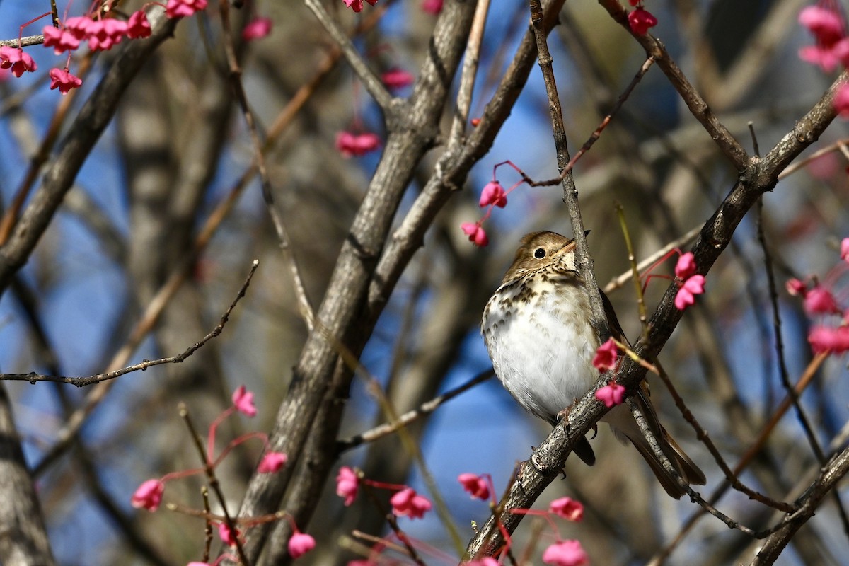Hermit Thrush - ML645462021