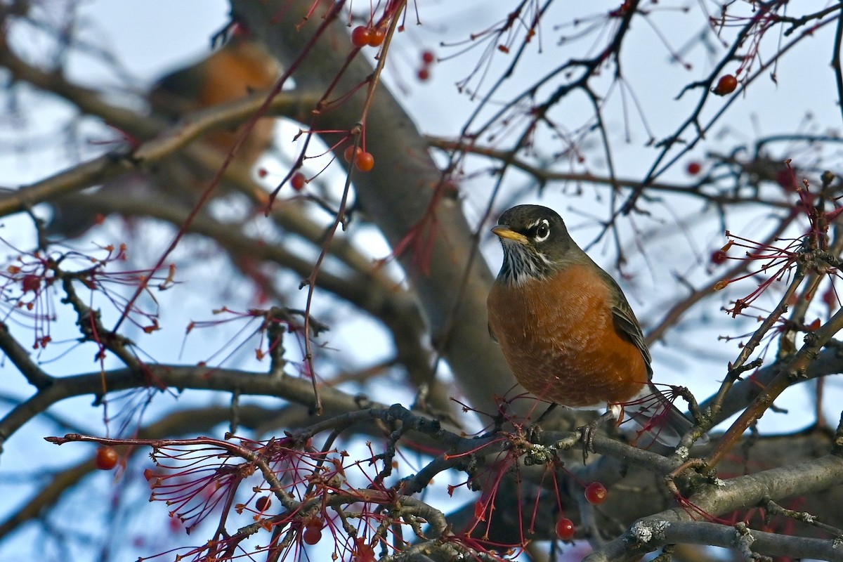American Robin - ML645462030
